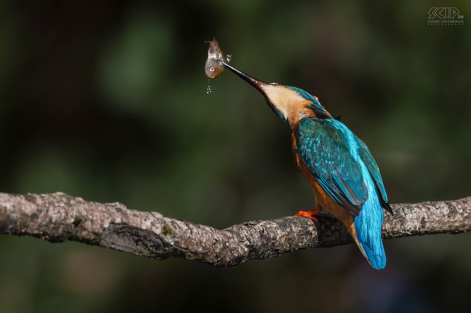 Kingfisher Some of my best images from recent years of one of the most beautiful birds in our country; the kingfisher. Stefan Cruysberghs